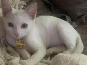 Gato raça SRD-ViraLata idade 7 a 11 meses nome Mia