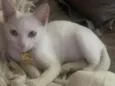 Mia