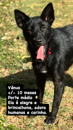 Cachorro raça SRD-ViraLata idade 2 a 6 meses nome Falar com Larissa - 11 98292-2704