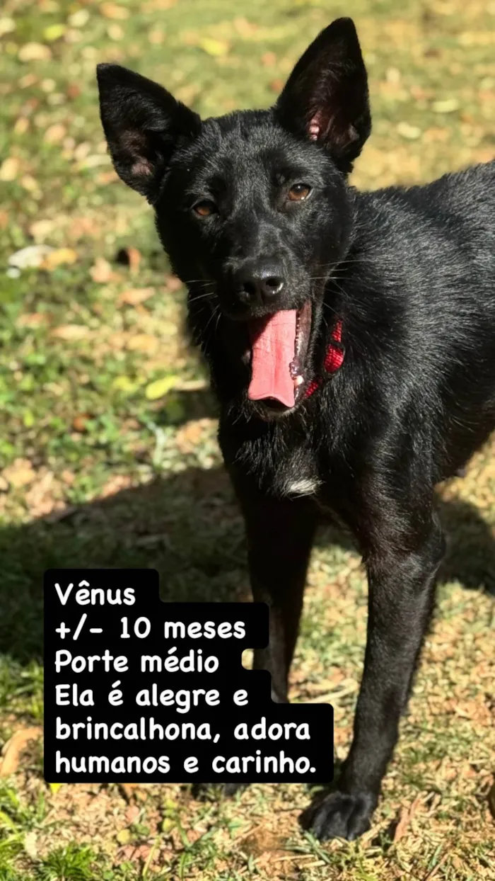 Cachorro ra a SRD-ViraLata idade 2 a 6 meses nome Falar com Larissa - 11 98292-2704