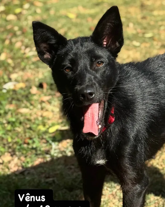 Cachorro ra a SRD-ViraLata idade 2 a 6 meses nome Falar com Larissa - 11 98292-2704