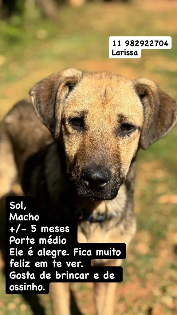 Cachorro ra a SRD-ViraLata idade 2 a 6 meses nome Falar com Larissa - 11 98292-2704