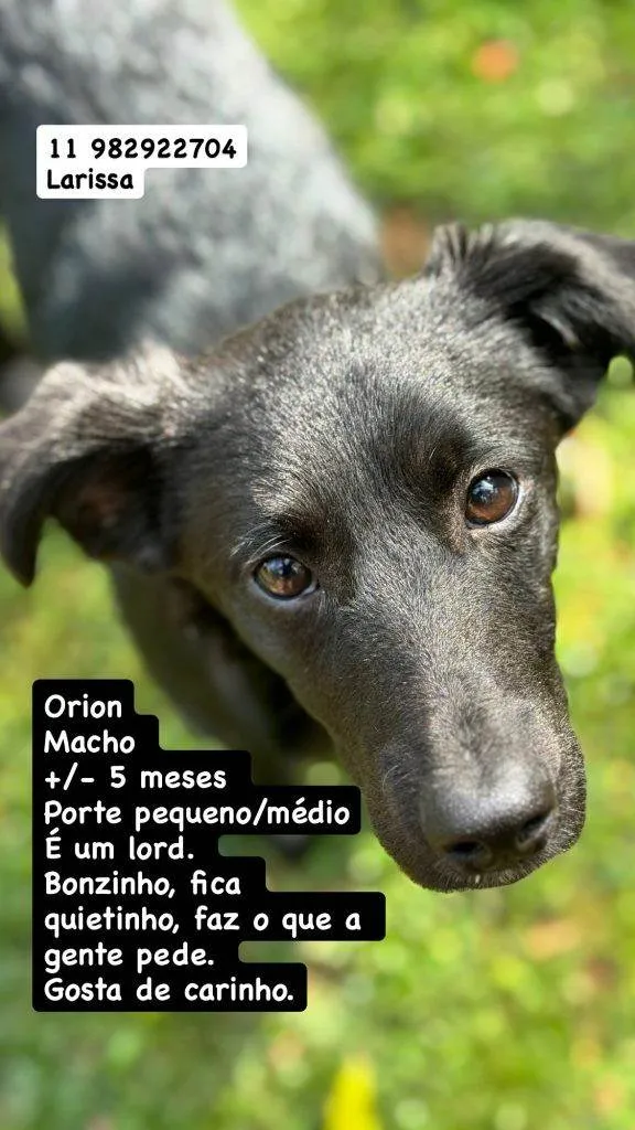 Cachorro ra a SRD-ViraLata idade 2 a 6 meses nome Falar com Larissa - 11 98292-2704