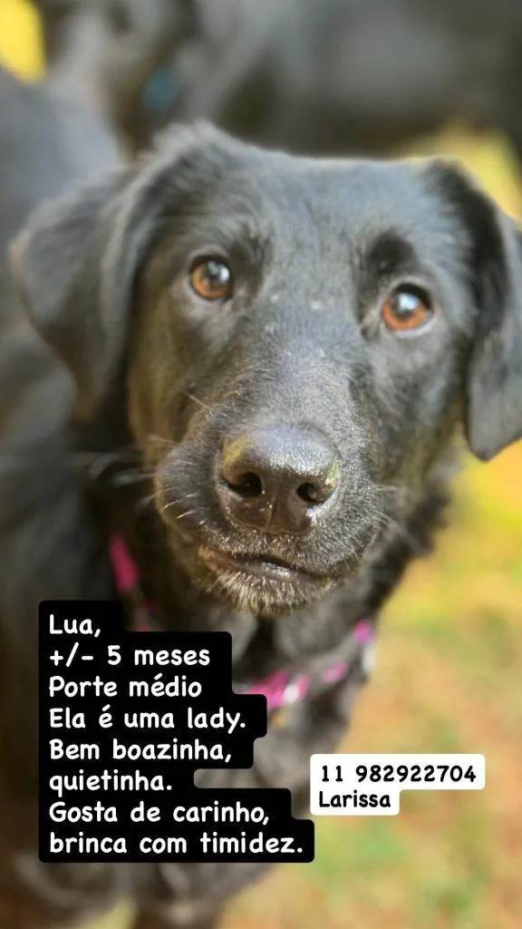Cachorro ra a SRD-ViraLata idade 2 a 6 meses nome Falar com Larissa - 11 98292-2704