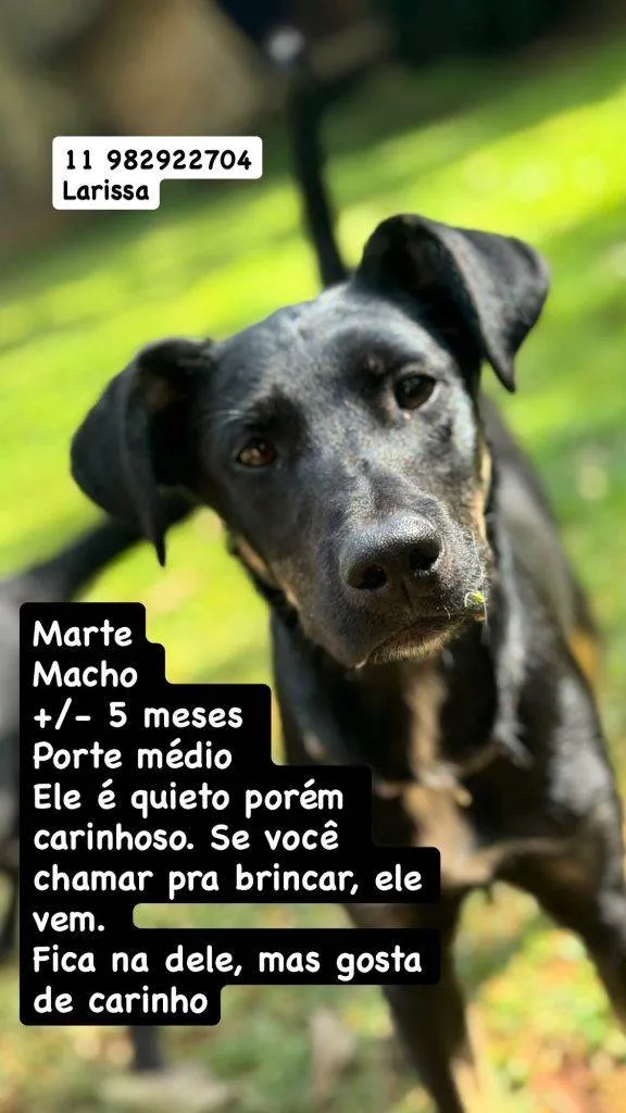 Cachorro ra a SRD-ViraLata idade 2 a 6 meses nome Falar com Larissa - 11 98292-2704