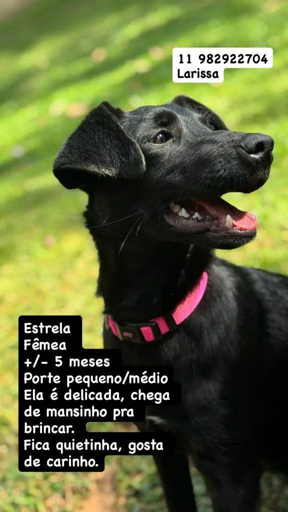 Cachorro ra a SRD-ViraLata idade 2 a 6 meses nome Falar com Larissa - 11 98292-2704