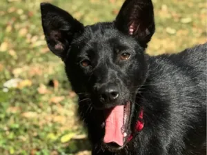 Cachorro raça SRD-ViraLata idade 2 a 6 meses nome Falar com Larissa - 11 98292-2704