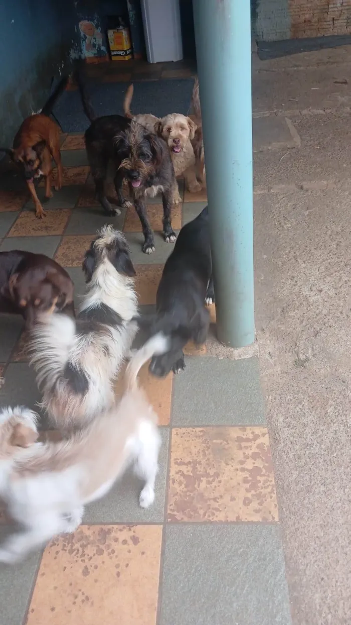 Cachorro ra a SRD-ViraLata idade 2 a 6 meses nome Falar com Nivaldo - Whats 11 91355-5495