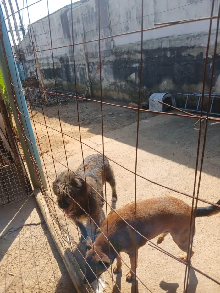 Cachorro ra a SRD-ViraLata idade 2 a 6 meses nome Falar com Nivaldo - Whats 11 91355-5495