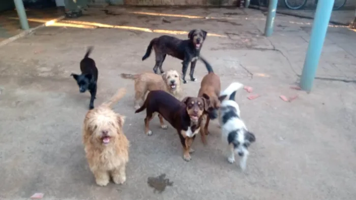 Cachorro ra a SRD-ViraLata idade 2 a 6 meses nome Falar com Nivaldo - Whats 11 91355-5495