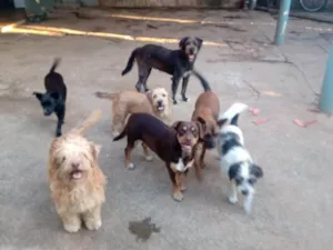 Cachorro raça SRD-ViraLata idade 2 a 6 meses nome Falar com Nivaldo - Whats 11 91355-5495