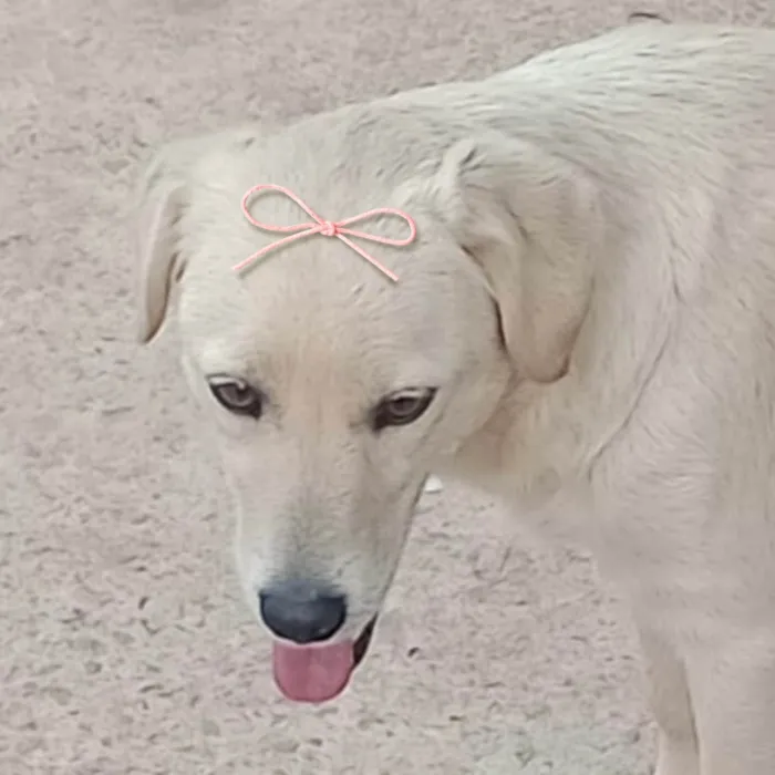 Cachorro ra a SRD-ViraLata idade 7 a 11 meses nome Clara 