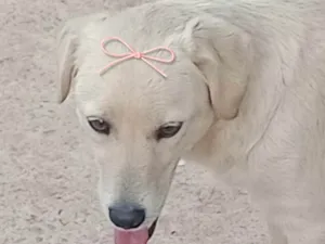 Cachorro raça SRD-ViraLata idade 7 a 11 meses nome Clara 