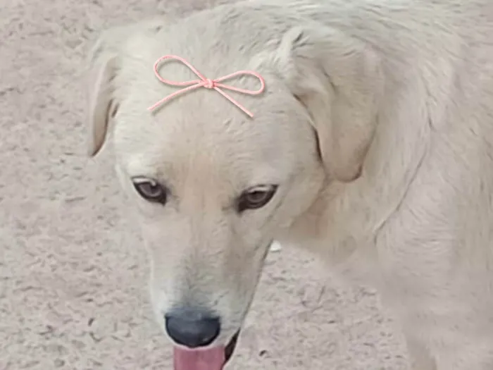 Cachorro ra a SRD-ViraLata idade 7 a 11 meses nome Clara 
