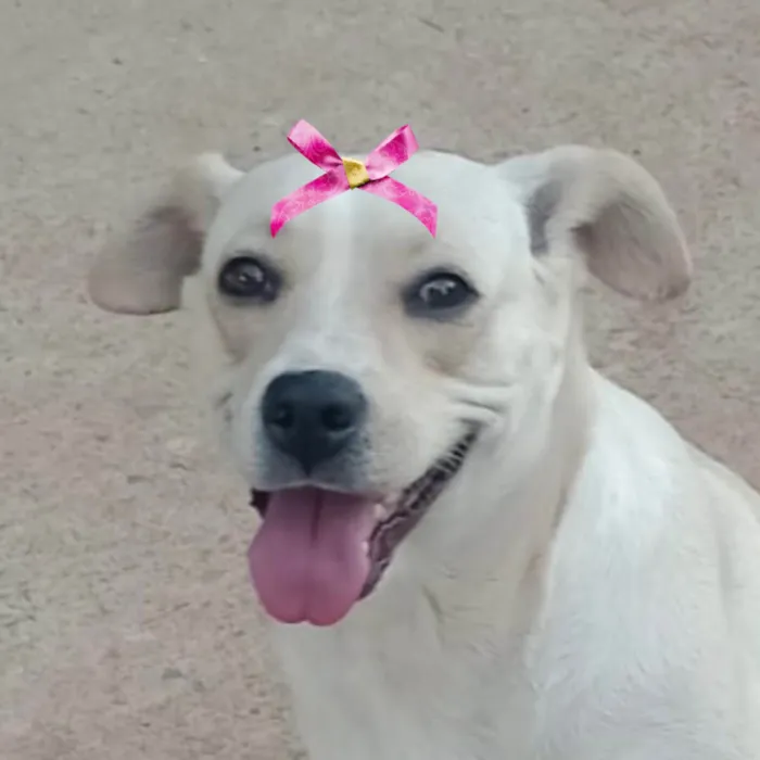 Cachorro ra a SRD-ViraLata idade 7 a 11 meses nome Sol 
