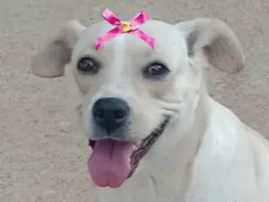 Cachorro raça SRD-ViraLata idade 7 a 11 meses nome Sol 