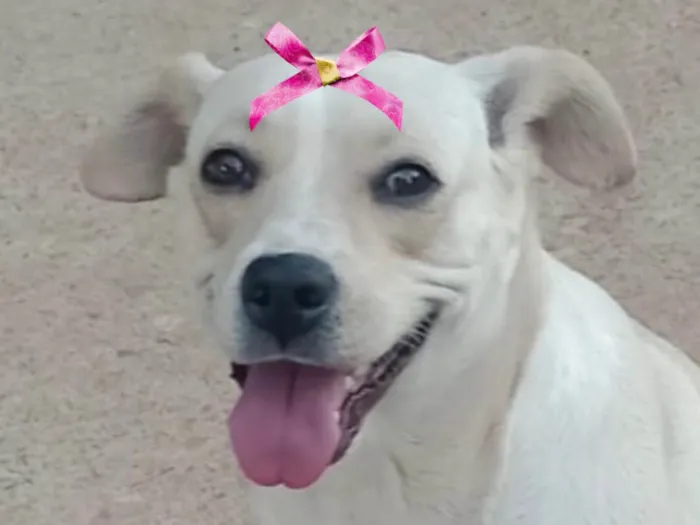 Cachorro ra a SRD-ViraLata idade 7 a 11 meses nome Sol 