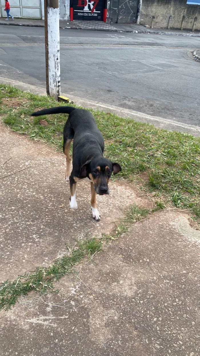 Cachorro ra a SRD-ViraLata idade 2 a 6 meses nome Falar com Jenyffer - Whats 11 96251-3306