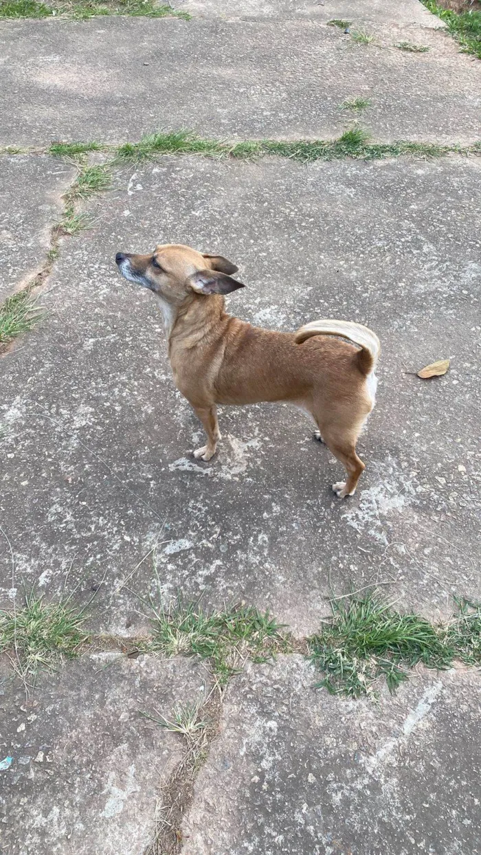 Cachorro ra a SRD-ViraLata idade 2 a 6 meses nome Falar com Jenyffer - Whats 11 96251-3306
