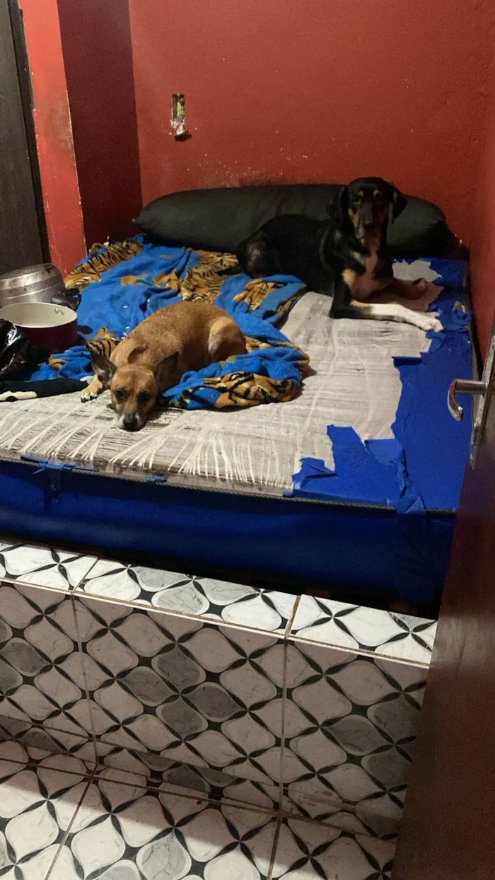 Cachorro ra a SRD-ViraLata idade 2 a 6 meses nome Falar com Jenyffer - Whats 11 96251-3306
