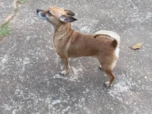 Cachorro raça SRD-ViraLata idade 2 a 6 meses nome Falar com Jenyffer - Whats 11 96251-3306