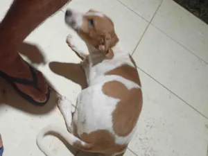 Cachorro raça SRD-ViraLata idade Abaixo de 2 meses nome Mijona