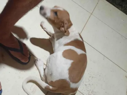 Cachorro raça SRD-ViraLata idade Abaixo de 2 meses nome Mijona