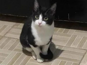 Gato raça SRD-ViraLata idade 2 a 6 meses nome Frajola