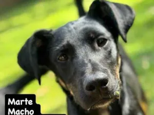 Cachorro raça SRD-ViraLata idade 2 a 6 meses nome Falar com Larissa - 11 98292-2704