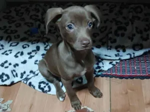 Cachorro raça SRD-ViraLata idade 2 a 6 meses nome Lili