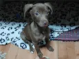 Lili