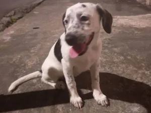 Cachorro raça SRD-ViraLata idade 2 a 6 meses nome Sem nome (a escolher pelo adotante)