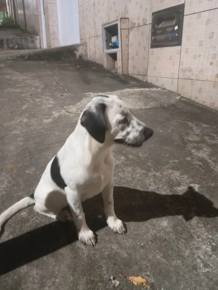 Cachorro ra a SRD-ViraLata idade 2 a 6 meses nome Sem nome (a escolher pelo adotante)