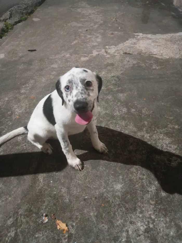 Cachorro ra a SRD-ViraLata idade 2 a 6 meses nome Sem nome (a escolher pelo adotante)