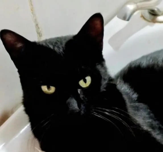 Gato ra a SRD-ViraLata idade 2 a 6 meses nome Pietro 