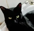 Pietro