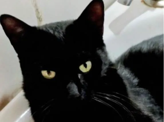 Gato ra a SRD-ViraLata idade 2 a 6 meses nome Pietro 