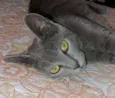 Salem