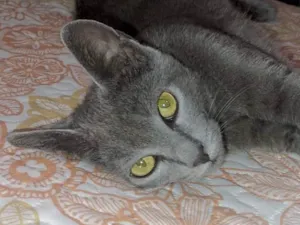 Gato raça SRD-ViraLata idade 2 a 6 meses nome Salem 