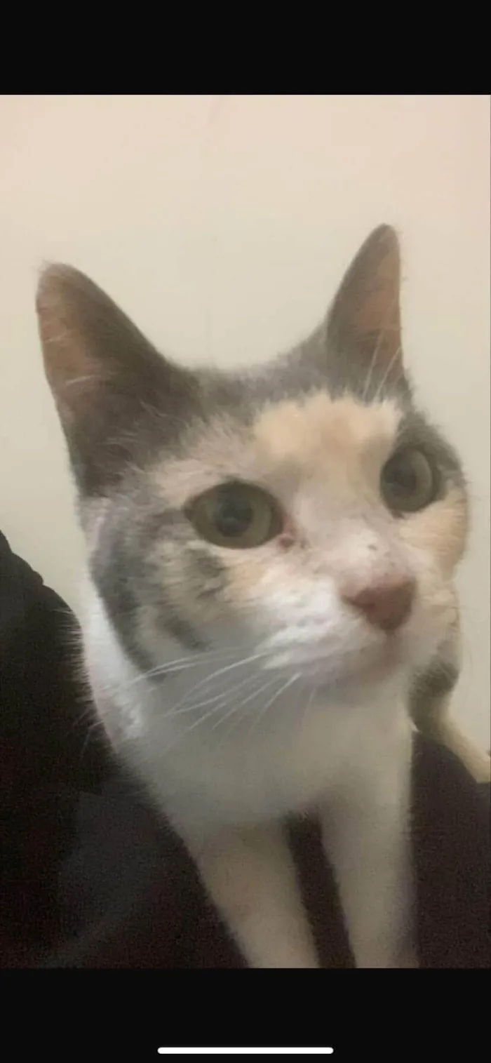 Gato ra a SRD-ViraLata idade 1 ano nome Nina