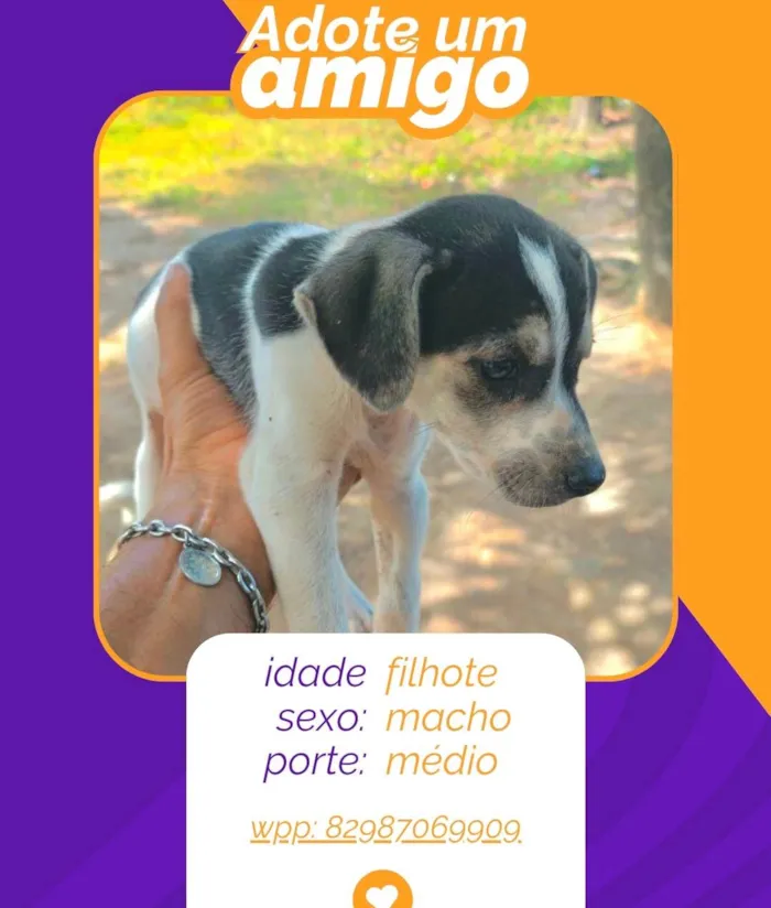 Cachorro ra a SRD-ViraLata idade 2 a 6 meses nome filhotes