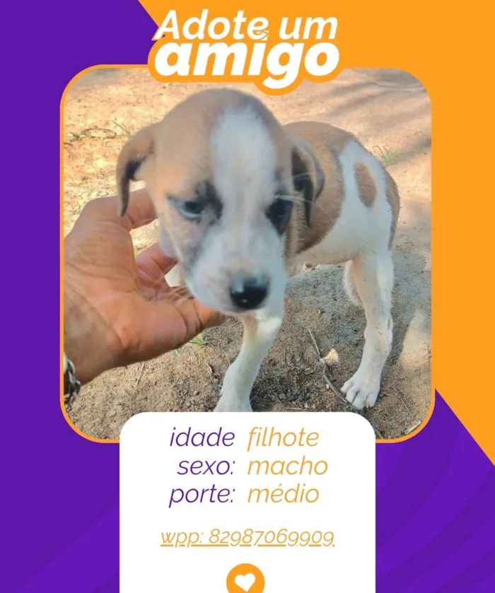 Cachorro ra a SRD-ViraLata idade 2 a 6 meses nome filhotes