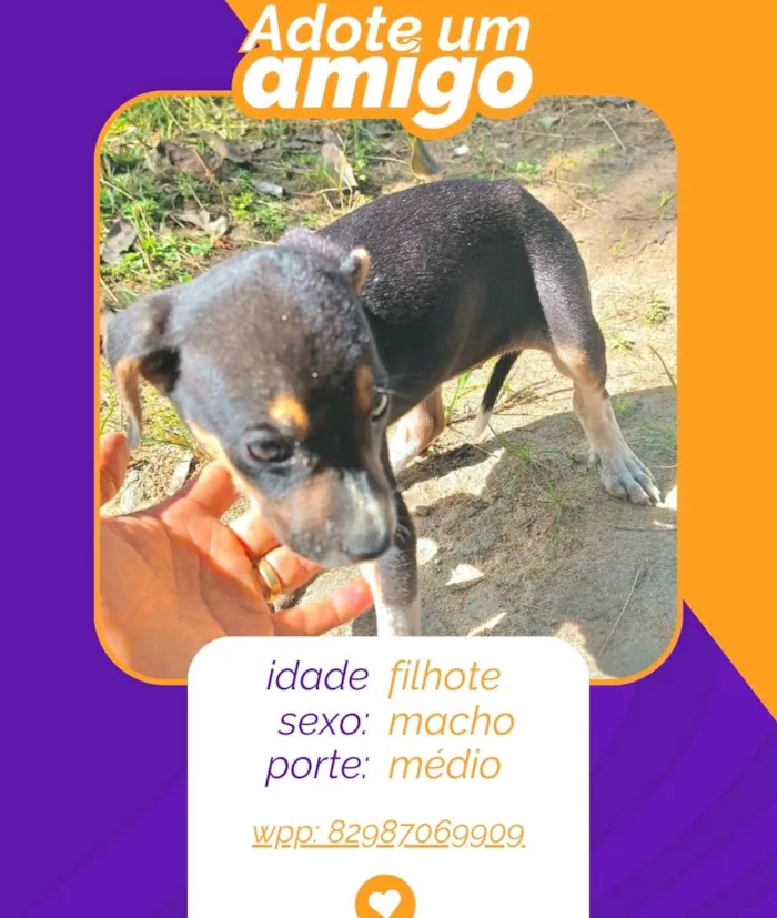 Cachorro ra a SRD-ViraLata idade 2 a 6 meses nome filhotes