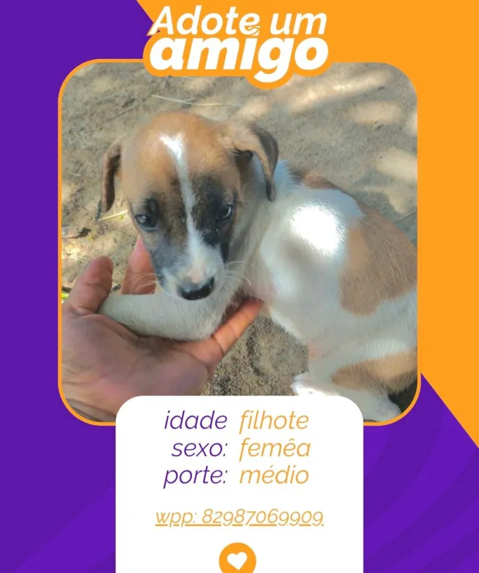 Cachorro ra a SRD-ViraLata idade 2 a 6 meses nome filhotes