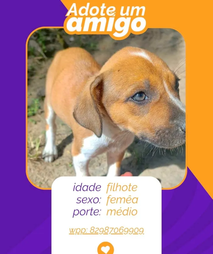 Cachorro ra a SRD-ViraLata idade 2 a 6 meses nome filhotes