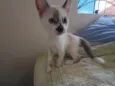 Gatinhos nascidos no dia 7 de julho
