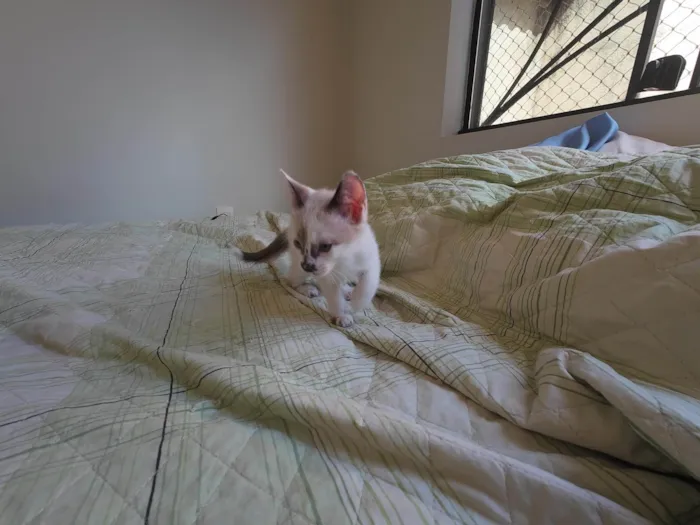 Gato ra a SRD-ViraLata idade Abaixo de 2 meses nome Gatinhos nascidos no dia 7 de julho