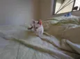 Gatinhos nascidos no dia 7 de julho