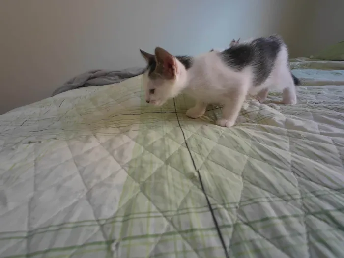 Gato ra a SRD-ViraLata idade Abaixo de 2 meses nome Gatinhos nascidos no dia 7 de julho
