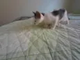 Gatinhos nascidos no dia 7 de julho
